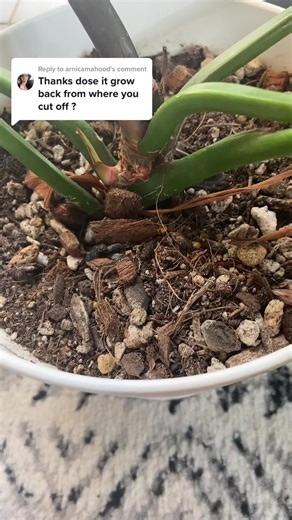 Understanding Philodendron Propagation: From Node to Plant Growth