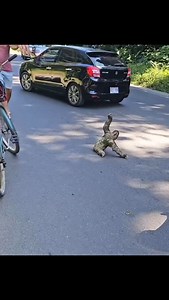 Preservar a natureza e proteger os animais é fundamental para manter o equilíbrio dos ecossistemas e garantir a sustentabilidade do planeta. A saúde do meio ambiente reflete diretamente na nossa qualidade de vida, sendo essencial adotar práticas que preservem a fauna, a flora e seus habitats. Promover a harmonia entre seres humanos e natureza é um compromisso indispensável para o futuro. 📽 Internert #naturezaperfeita #naturza #animais #sobrevivencia #vida #proteção | NordestinosPaulistanos