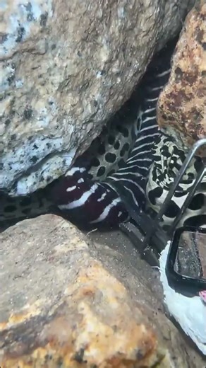 Full Process of Catching Eels, Crabs & Sea Cucumbers Underwate #lobster #fishing #rivercrab #eels