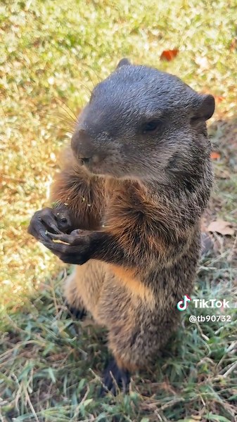 Allen enjoying his afternoon snacks today! #wildlife #petsoftiktok #groundhog #asmr #fypシ゚viral NOM NOM NOM 🫶