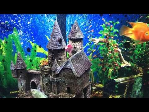 Top Fin 55 Gallon Aquarium Review & Tips