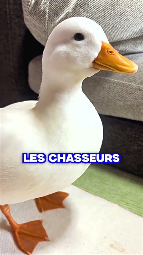 Pourquoi ces canards mignons sont des traitres ?