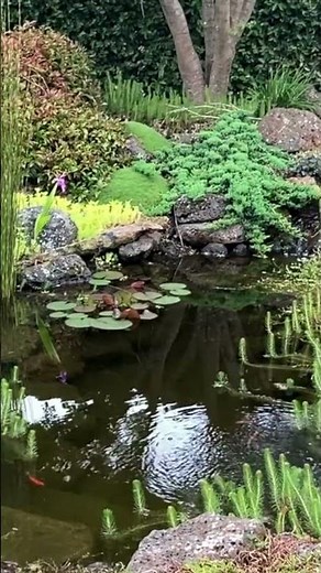 DIY Ponds on a budget #ozponds