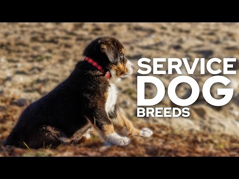 Top 10 Service Dog Breeds