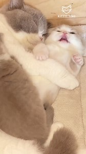 48K views · 1.8K reactions | Sleepy Mom Cat vs. Energetic Kitten — The Struggle Is Real! ❤️ #CatMomLife #KittenEnergy | Kitty Time | Facebook