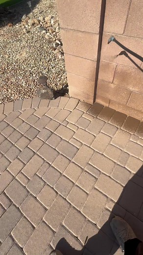 Here at Sandstorm Pest Control, we keep pest protection simple and reliable. We offer maintenance treatments every 60 days with a warranty in between — no big start-up cost and service you can trust. Message us to get scheduled! | Sandstorm pest Control