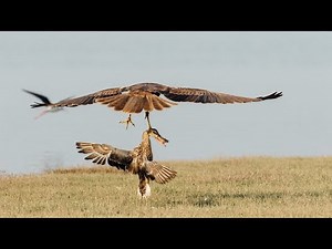 Canon 7D Mark II - autofocus review for wildlife photography!