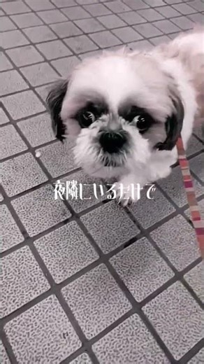 #どちたのぉ〜？🤩🐶🐕 #puppy #cute #犬のいる生活