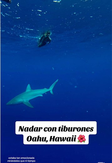 Te atreverías a nadar con tiburones en medio del océano? 🦈 En Oahu, Hawái, puedes vivir esta experiencia única que combina adrenalina y conexión con la naturaleza ✨ Rodeado de aguas cristalinas y guiado por expertos, te acercas a estos increíbles animales en su hábitat natural🌊 Una aventura inolvidable 🙌🏼 #hawaii #shark #oahu #tiburones #nadarcontiburones #travel #viajes #mar #tiburon @Javi Yakasovic @Camila Lagos Kürten @Islandview Hawaii