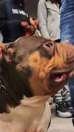 Champion BIG BOSS at ABKC Nationals 💫😝🦬🏆🐶 I’ve picked 4 BEST IN SHOW 🤩#americanbully #abkc