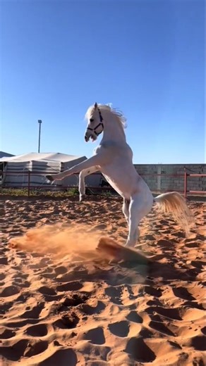 Arabian white horse jumping