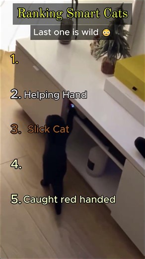 Top 5 Smartest Cats That Will Blow Your Mind 🧠🐱