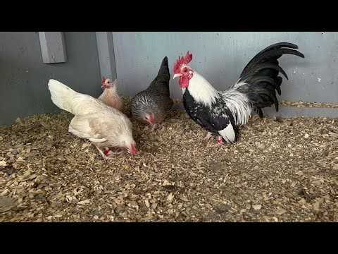 Young Miniature Roosters – Watch How They Grow