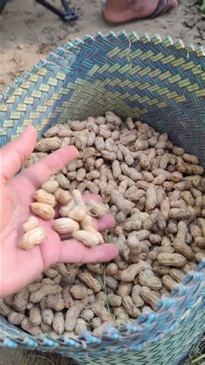 The process of harvesting peanuts without using tools-Agriculture farming #shorts