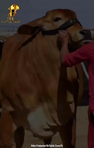 FINE CATTLE FARM MASHAALLAH#season2025 #pageforyou🦋 #viral #💝🌸💫