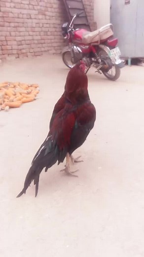 vbcmbn (@vbcmbn)’s videos with