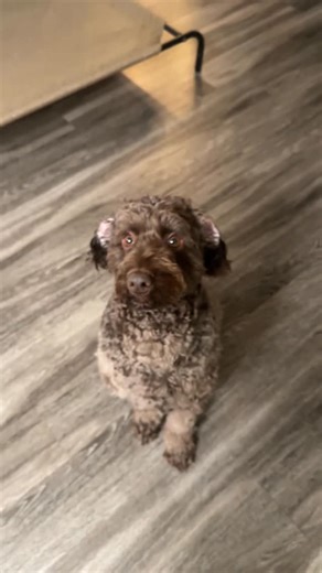 L O U I S🐾 | AUSTRALIAN LABRADOODLE on Instagram: "Stinky boy post bath 🫧 #dogsofinstagram #dogmom #dogs #labradoodle #doglovers"