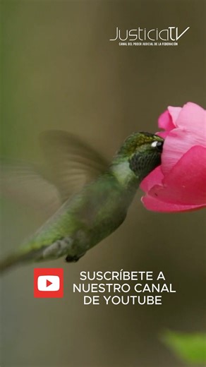 Embárcate en un viaje por la majestuosidad natural de #México  Culto a la Historia Natural de México  es más que un programa: es una ofrenda visual a la biodiversidad de esta tierra única, rica en ecosistemas y maravillas geográficas. Por JUSTICIATV.MX | Justicia TV | Facebook