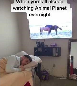 When you fall asleep watching Animal Planet overnight meme