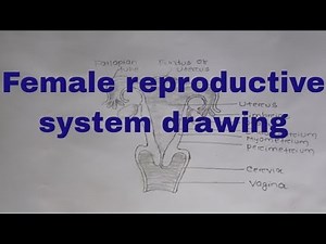 How to draw female reproductive system drawing/ Draw female reproductive system easily step by step