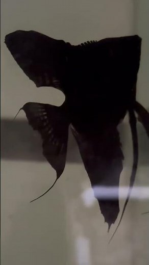 velvet black angel #angelfish #kkb aqua farm