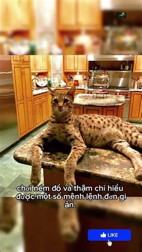 🐆 Savannah Cat – A cat breed with a wild beauty. #animals #cat #shorts #pets #facts