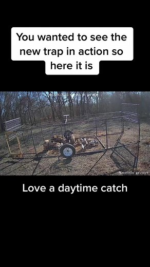 Wild Hog Hunting Trap Action in Oklahoma
