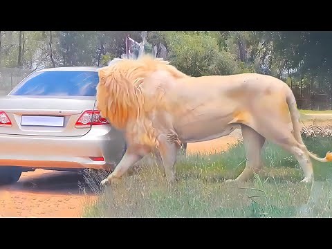 40 Biggest Animals Ever Captured !