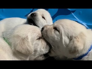 LIVE PUPPY CAM! Lab puppies at play!