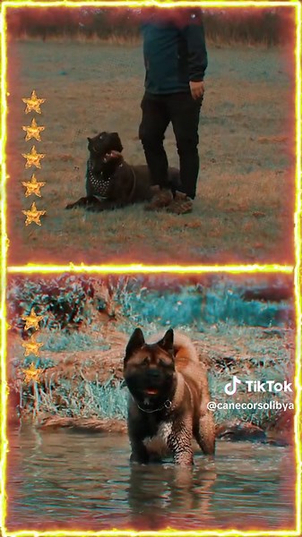 Cane Corso vs American Akita: A Comparison