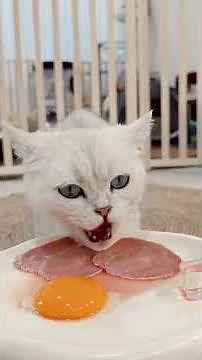 Kitty watch mobile enjoy meal“Cute Cat Eating Food 🐱🍲 | Meow Meals | Relaxing Cat Mukbang & ASMR”