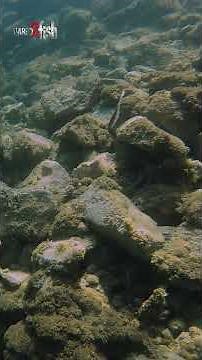 Savage Gear DS Minnow On A Drop Shot (realistic action!) #shorts