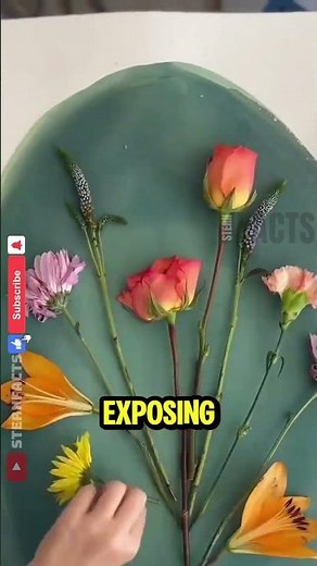 Turn Sunlight Into Art in Minutes 🌿