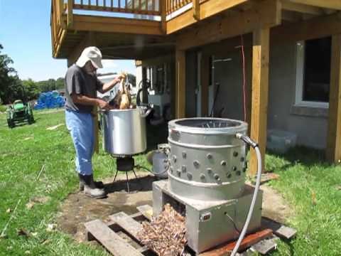 Chicken Scalding and Plucking