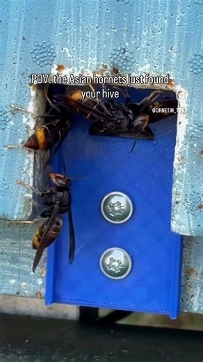 🐝⚠️ The entrance was protected, so the Asian hornets couldn’t get inside.