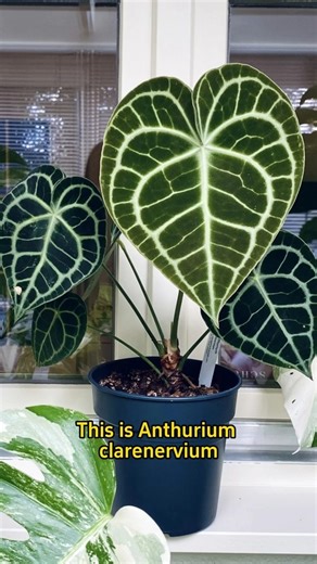 Garden Nursery on Instagram: "Bring exotic beauty into your home with the Anthurium Clarinervium 🌿. With its striking heart-shaped leaves and bold white veins, this rare plant is a true statement piece that adds elegance and charm to any space. ✨ #AnthuriumClarinervium #RarePlant #IndoorJungle #PlantLovers #GreenDecor #plants #nature #flowers #plantsofinstagram #garden #plant #plantsmakepeoplehappy #gardening #houseplants #plantlover #green"