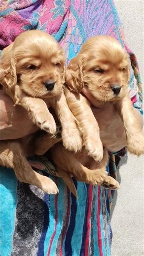 #COCKER SPANIEL PUPPY 🌹98885 63035❣️❣️