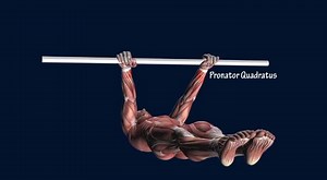 9.4K views · 76 reactions | Watch Muscle by Muscle Analysis of the...