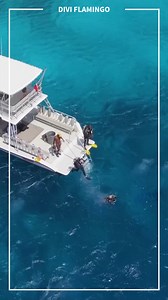 Welcome to Divi Resorts! For over 50 years, we've been THE Caribbean experts offering authentic, action-packed vacations at our resorts across five unique islands! Are you ready to jump in? How many of these locations have you visited? You won't want to miss our Spring Frenzy Sale, with up to 35% off stays of 7-nights or more with promo code SPRING24, only when you book direct on our website, here: https://brnw.ch/21wIBWc | Divi Aruba Phoenix Beach Resort