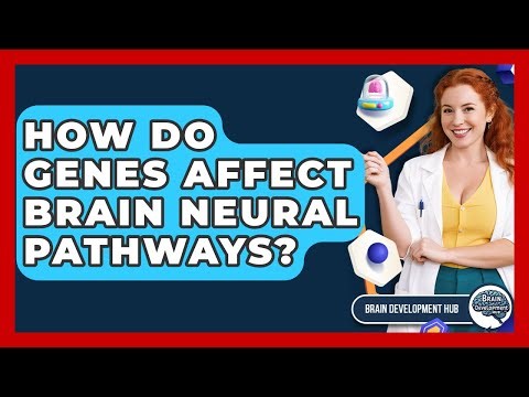 How Do Genes Affect Brain Neural Pathways? - Brain Development Hub