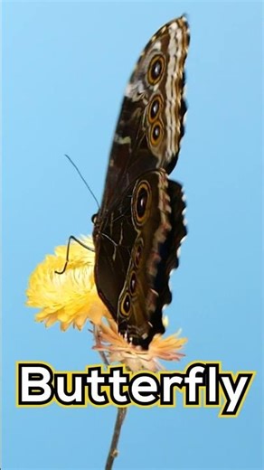 Learn & Spell: Bugs, Insects, and Arachnids | Butterfly | Learn & Spell Animals | Learn English