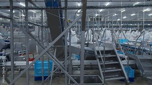 Conveyor Poultry Processing modern Plant. chicken meat. Chicken factory line