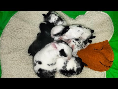 Day 9 Baby Rabbit Growth Update 🐰 | Newborn Bunnies Development & Care