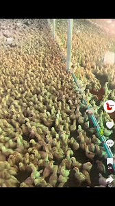 Intensive poultry farming | Farm With Dr Fami