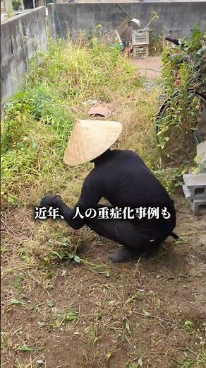 マダニの出る汚庭をサクッと刈っていくよ #草刈り侍 #除草 #草むしり #草刈り #広島