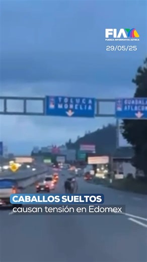 ¡Corre como el viento, Tiro al Blanco! 🐎⁣ ⁣ Cuatro caballos fueron captados galopando libremente sobre la carretera México-Toluca, a la altura de La Marquesa. ⁣ ⁣ Conductores alertaron en redes sociales, generando llamados a la precaución para evitar accidentes. Aunque los equinos ocuparon varios carriles y hubo reducción repentina de velocidad, no se reportaron incidentes. ⁣ | Azteca Noticias