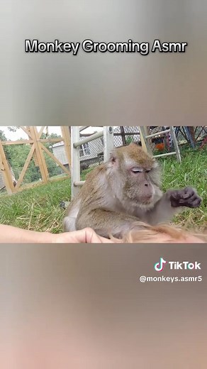 Monkeys Asmr no TikTok