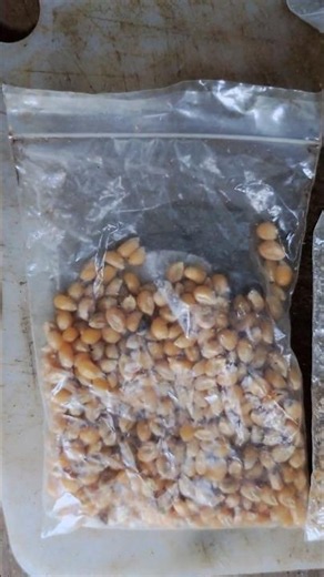 【烏骨鶏の餌】母のお友達から頂いた乾燥トウモロコシを砕いたのですが・・・