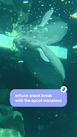 soliel the manatee is the cutest lettuce eater around 🤭 #disney #disneyworld #disneyparks #epcot #manatees