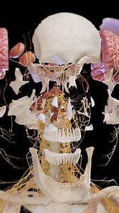 🧠💀 Explore the Intricacies of the Skull and Brain 💀🧠 Dive deep into our stunning exploded view animation that dissects the complex structures of the skull and brain. Each bone and brain region is highlighted to show how they protect and support our cognitive functions. Perfect for neuroscience enthusiasts, medical students, and anyone fascinated by the human body's architecture. #BrainAnatomy #SkullStructure #Neuroscience #MedicalEducation #SciePro #brain #skull #3d #3dmodel #animation #vray